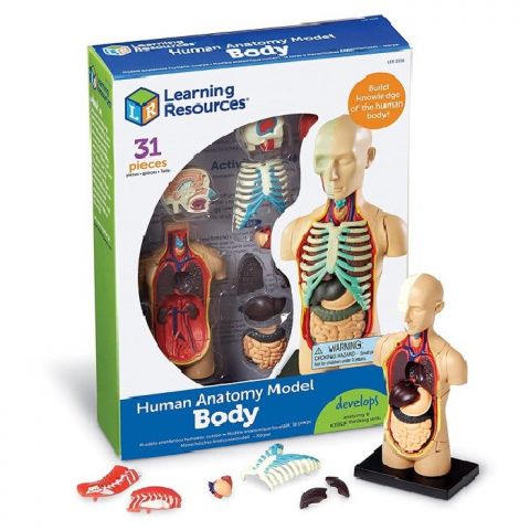 JUEGO CUERPO HUMANO ANATÓMICO LER3336 (LEARNING RESOURCES)