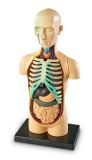 JUEGO CUERPO HUMANO ANATÓMICO LER3336 (LEARNING RESOURCES)