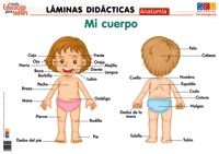 LÁMINA DIDÁCTICA ANATOMÍA. MI CUERPO