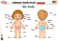 LÁMINA DIDÁCTICA ANATOMÍA. MY BODY