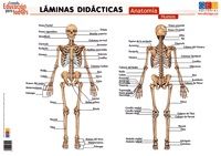 LÁMINA DIDÁCTICA ANATOMÍA. HUESOS