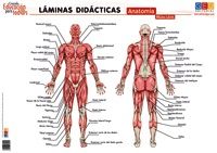 LÁMINA DIDÁCTICA ANATOMÍA. MÚSCULOS